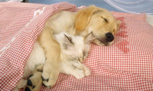 自制狗狗咬胶类狗粮的方法