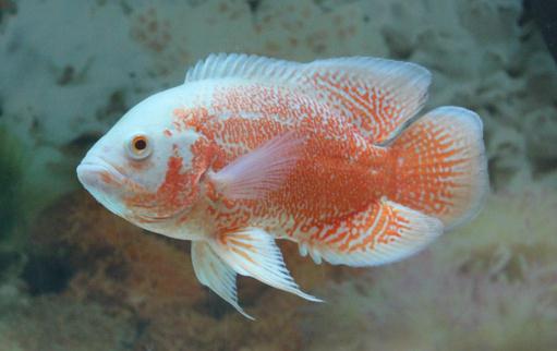 如何挑选好的地图鱼 有什么方法技巧？